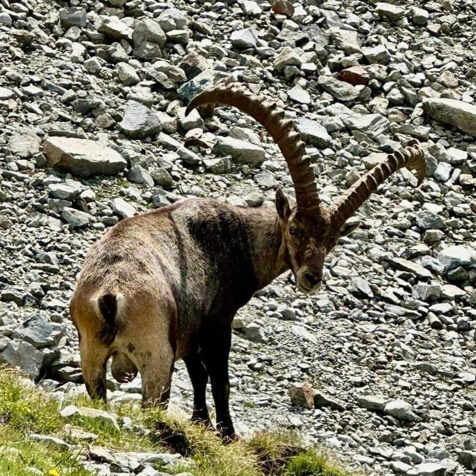 Apart Gschwandthof St. Leonhard im Pitztal Zewnętrze zdjęcie